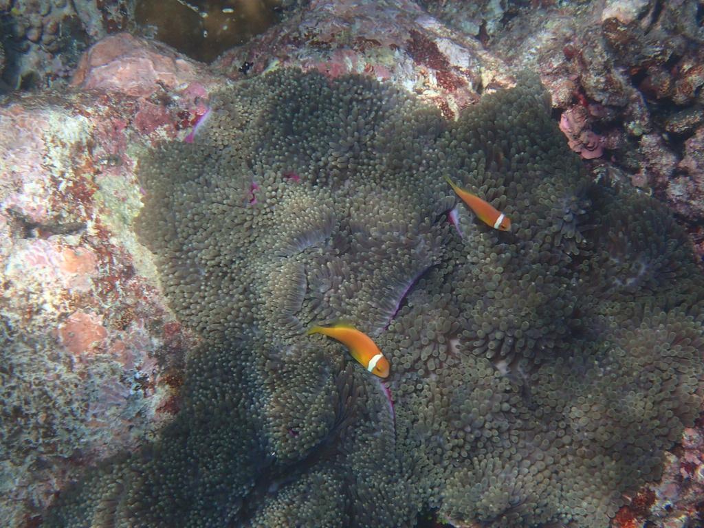 Chill Holidays Maldives 马米基里 外观 照片